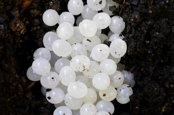 Oeufs d'escargot - Ponte d'escargot Petit-Gris